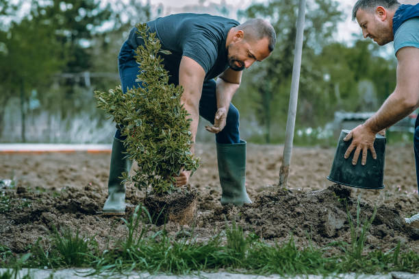 Best Hazardous Tree Removal  in Oakbrook Terrace, IL