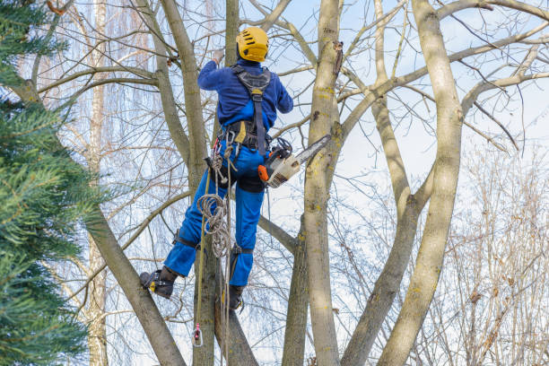 Best Tree Cabling and Bracing  in Oakbrook Terrace, IL